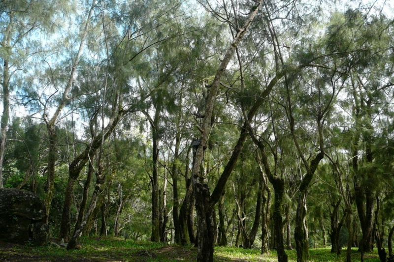 Sri Lanka, Xakgala Botanical Garden